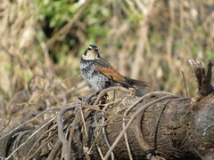 Turdus eunomus