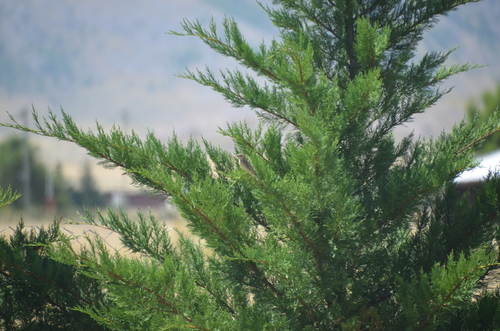 Grassland Yellow Finch (Sicalis luteola), photo 7