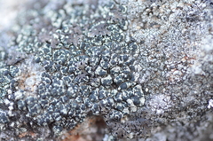 Lecanora intricata