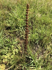 Crassula capitella nodulosa