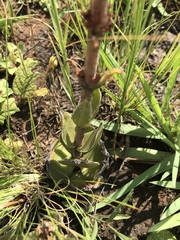 Crassula capitella nodulosa