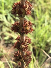 Crassula capitella nodulosa