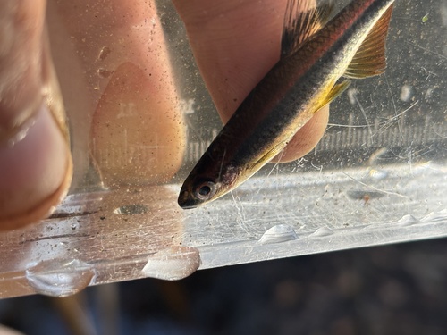 Metaal-glansvis (Pteronotropis metallicus) — Cyprinidae — 5