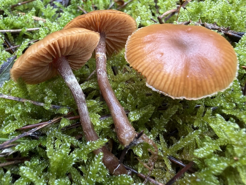 Galerina marginata · January 2026 · photo: © lucian_clanet (iNaturalist, cc-by)