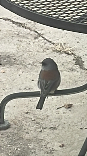 Dark-eyed Junco