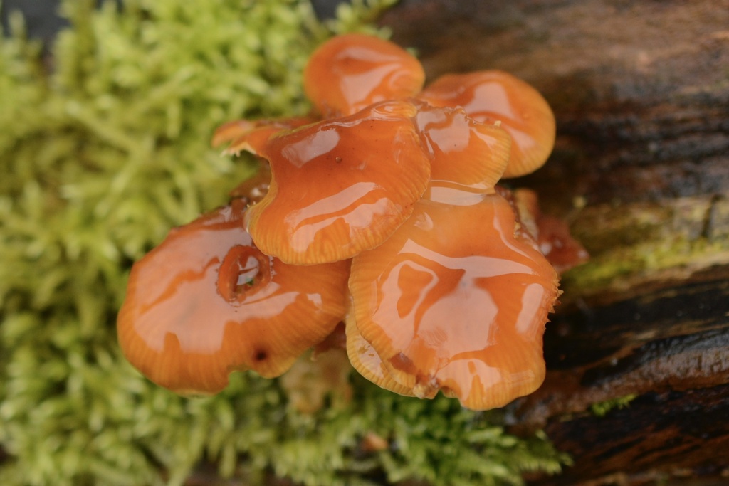 Flammulina velutipes · February 2026 · photo: © cryptomarasmius (iNaturalist, cc-by)