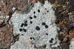 Lecanora oreinoides