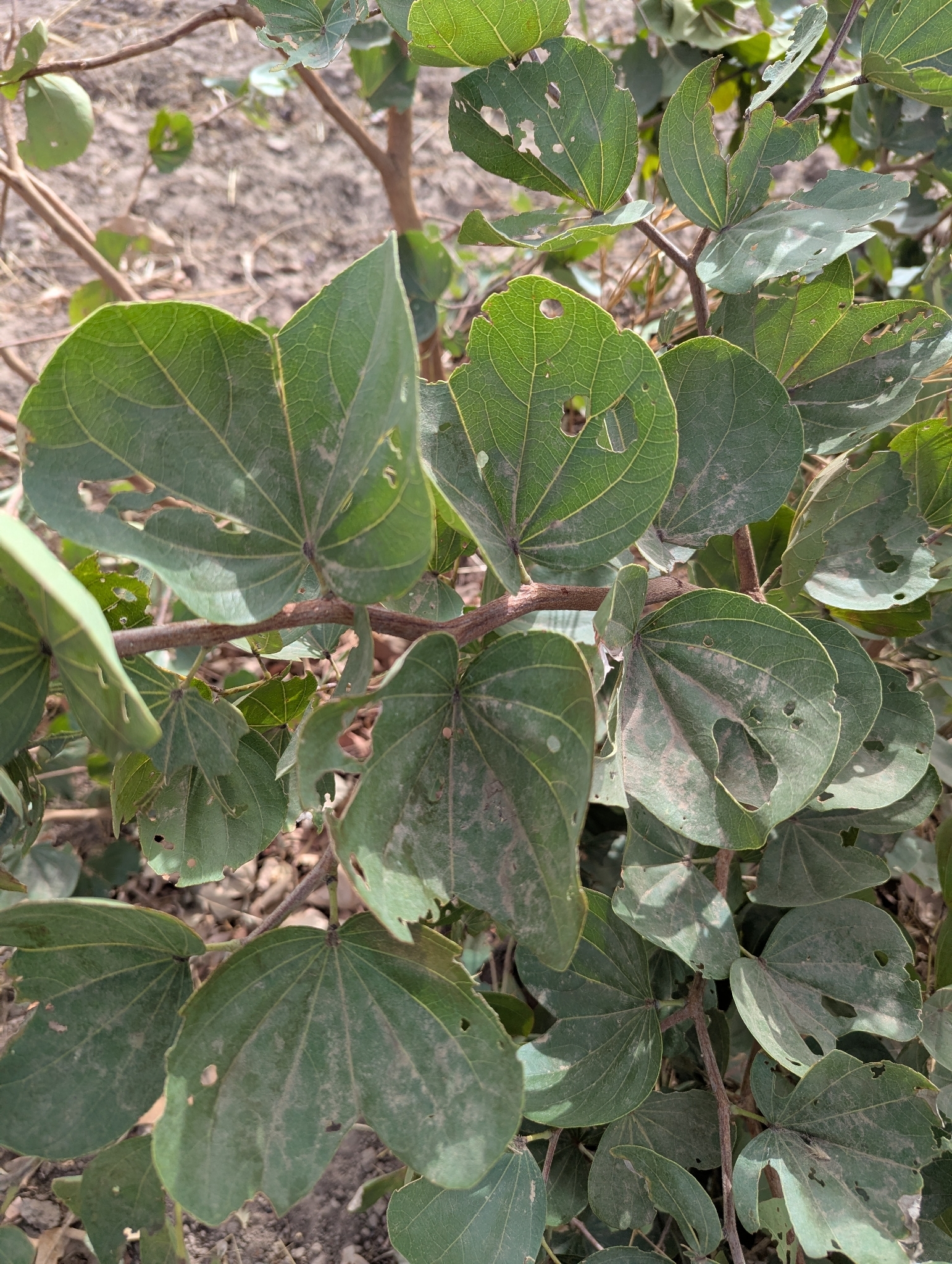 Camel's Foot (Piliostigma reticulatum)