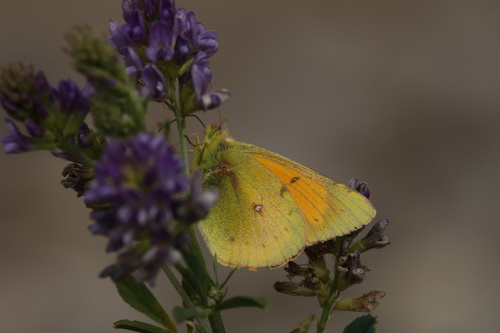 Colias vauthierii (Colias vauthierii)