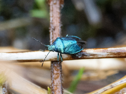 Blue Shield Bug, IJmuiden, Netherlands, photo 9 of 10