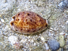 Lyncina lynx