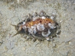 Lyncina lynx