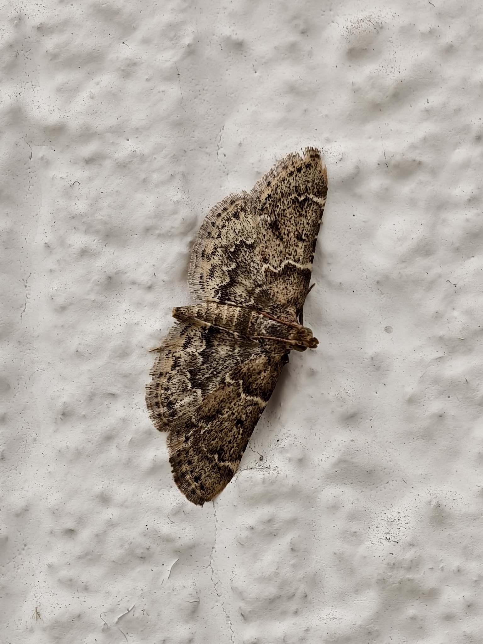 Pyralis manihotalis