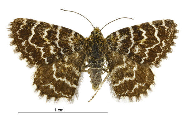 Notoreas ischnocyma