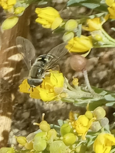 Unknown species found near Juan Tabo @ Indian School, Albuquerque, NM 87112, USA