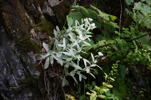 Anaphalis sinica iNat (2)