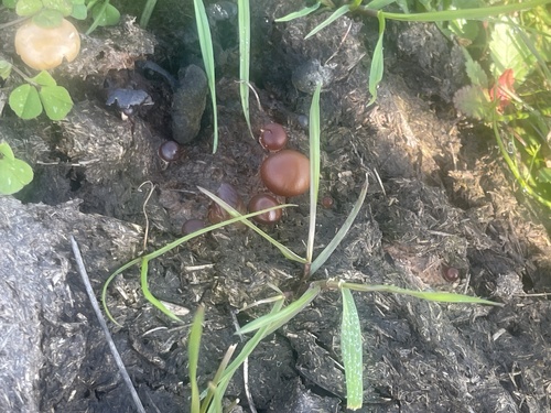 iNaturalist observation photo of dung-loving Deconica