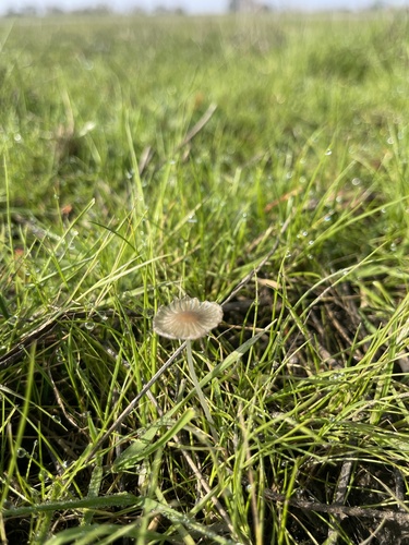iNaturalist observation photo of pleated inkcap
