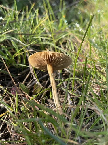 iNaturalist observation photo of Common Fieldcap