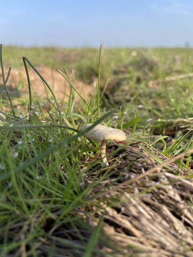 iNaturalist observation photo of Agrocybe