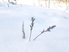Oxytropis myriophylla