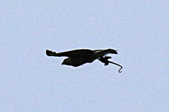 Buteo brachypterus