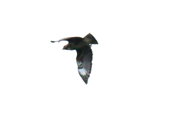 Buteo brachypterus