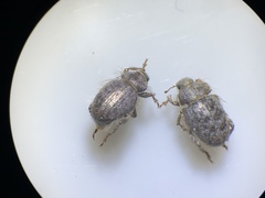 Miloderes amargosensis