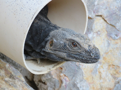Ctenosaura pectinata