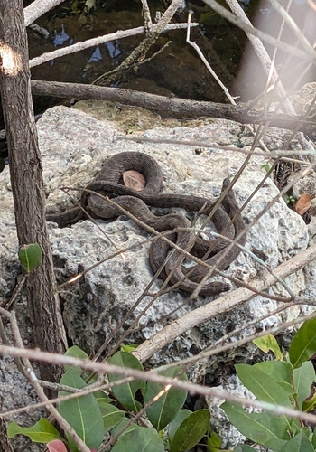 Brown Watersnake