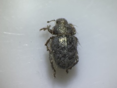 Miloderes amargosensis