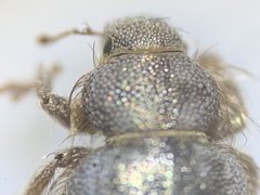 Miloderes amargosensis