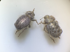 Miloderes amargosensis