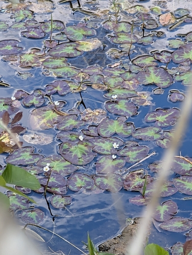 Crested Floating Heart (Nymphoides cristata)
