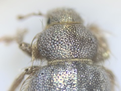 Miloderes amargosensis