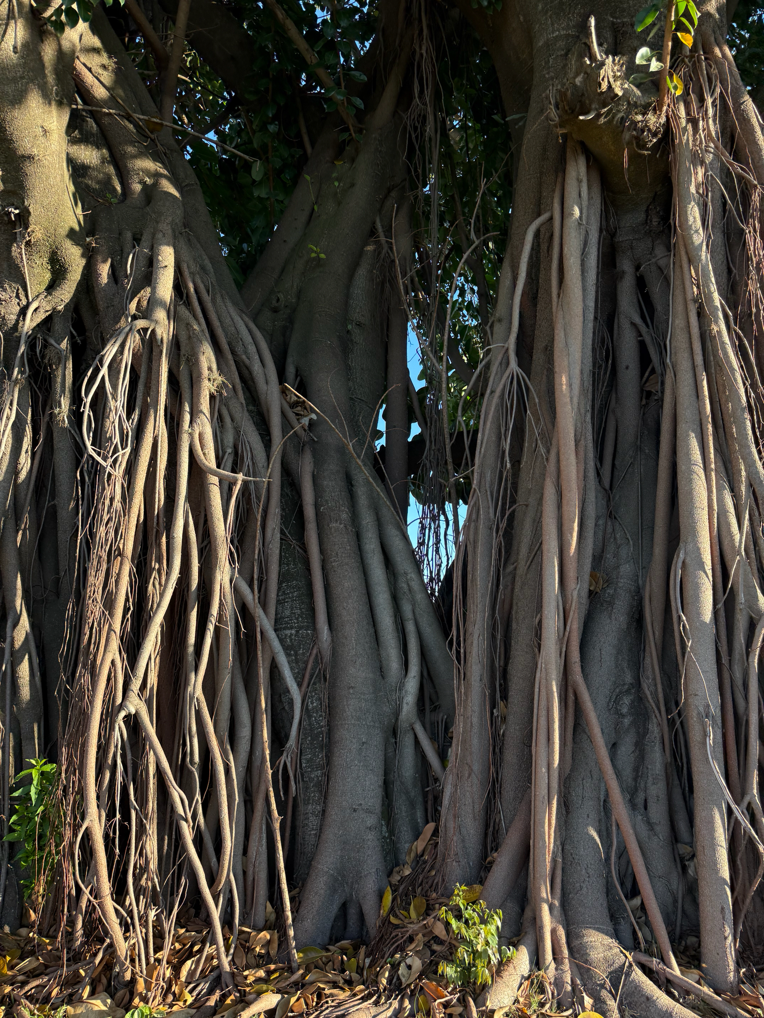 Ficus elastica