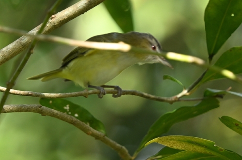 Yellow-green Vireo (Vireo flavoviridis)