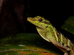 Anolis anoriensis