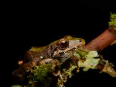 Pristimantis erythropleura