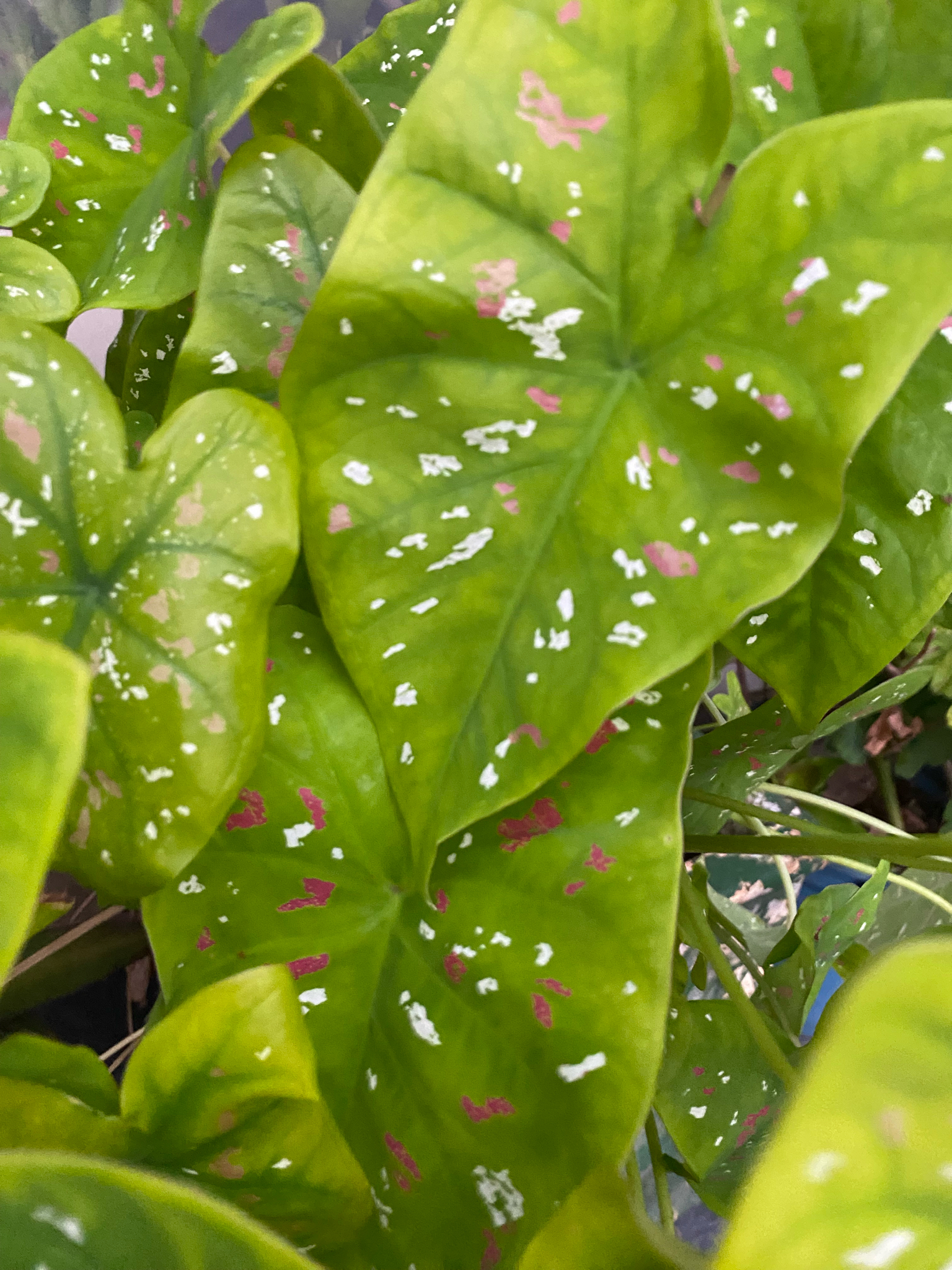 Caladium bicolor