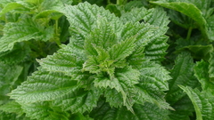 Urtica australis