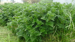 Urtica australis
