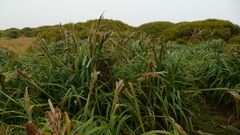 Carex trifida