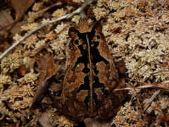 Rhinella sternosignata