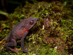 Rhinella macrorhina