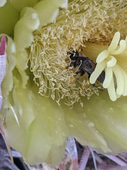 Dufourea echinocacti