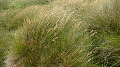 Poa astonii