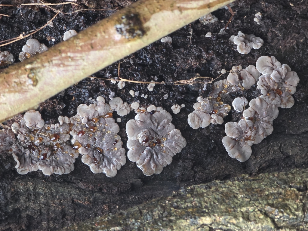 Auricularia mesenterica · February 2026 · photo: © mrveektoor (iNaturalist, cc0)