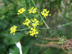 Foeniculum