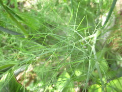 Foeniculum